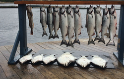 Pro Anglers Catch In British Columbia 